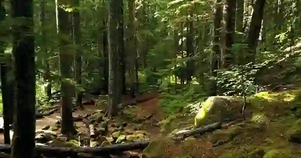 A Journey Through the Forest