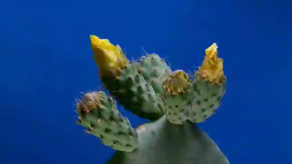 The Hidden Beauty of Cactus Flowers
